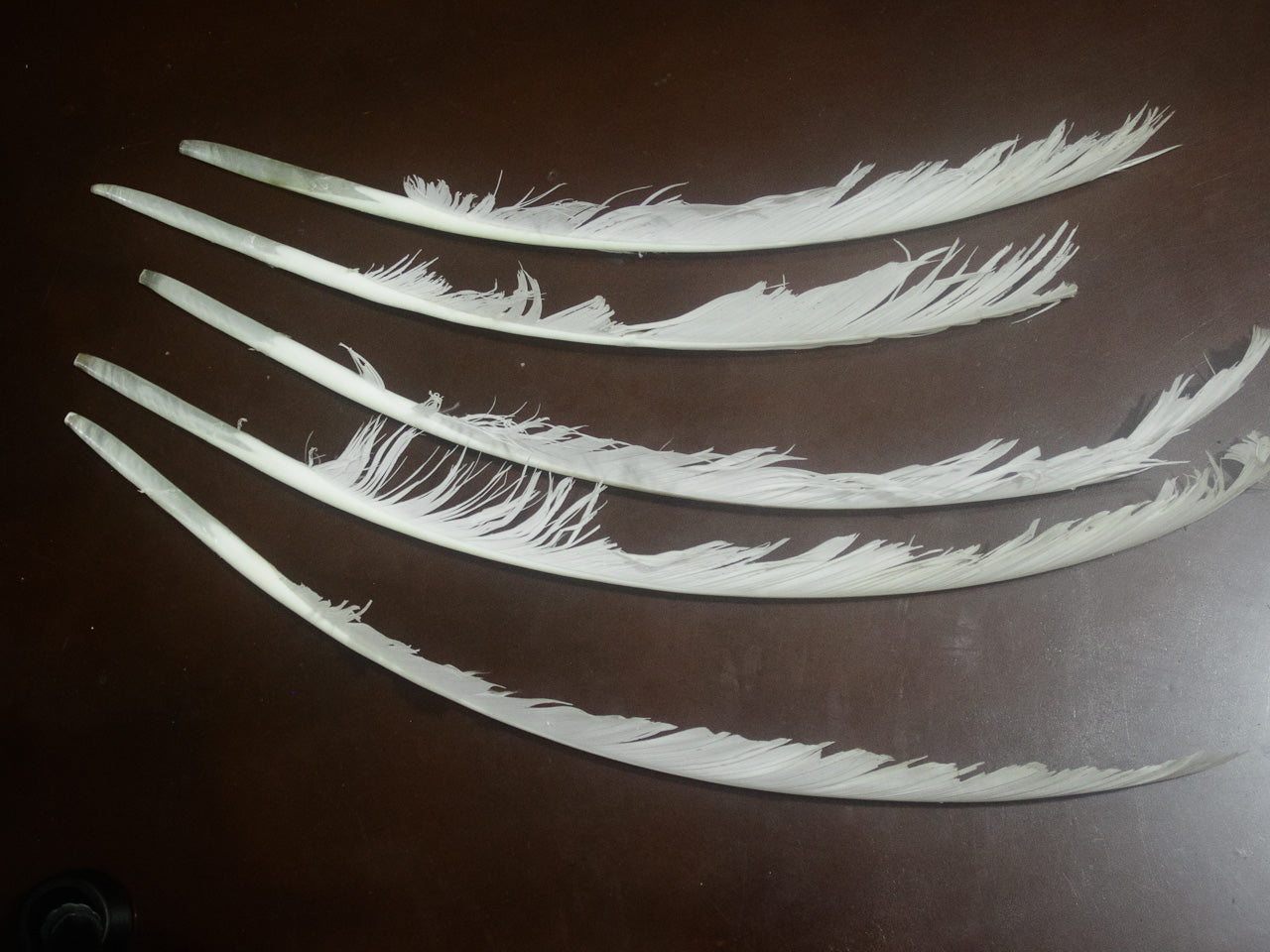 Kulmus de Ganso Natural – Pluma Tradicional para Escritura de Sofer STAM