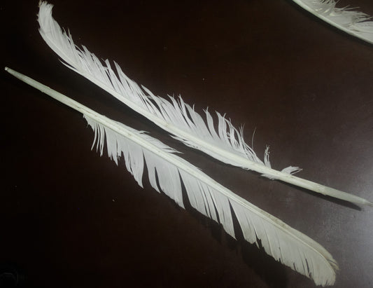 Kulmus de Ganso Natural – Pluma Tradicional para Escritura de Sofer STAM