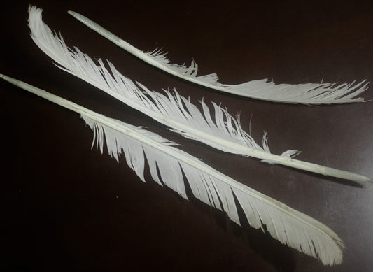 Kulmus de Ganso Natural – Pluma Tradicional para Escritura de Sofer STAM